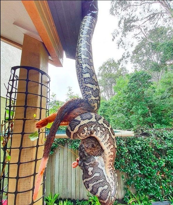 McKenzie cũng đã chứng kiến một trăn nuốt gần hết một con chồn túi trưởng thành tại một ngôi nhà ở Mooloolaba, Queensland. Trong trường hợp đó, con trăn dài khoảng 2 mét mất gần 1 giờ để hoàn thành việc ăn mồi.