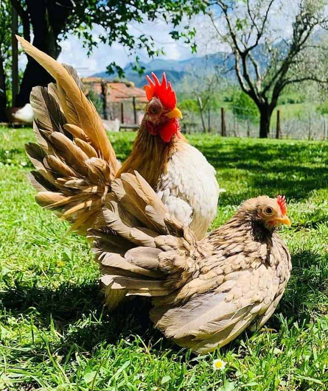 Việc nuôi và chăm sóc gà Serama đòi hỏi sự chăm sóc và kỳ công từ người chơi.