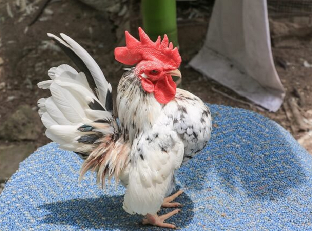 Để có những con gà đẹp, người nuôi phải tốn công huấn luyện chúng từ khi chúng mới chào đời. Một số người thậm chí còn xoa bóp và tạo điều kiện đặc biệt để chăm sóc gà Serama. Gà cũng được cho uống rượu tỏi để tăng cường miễn dịch.