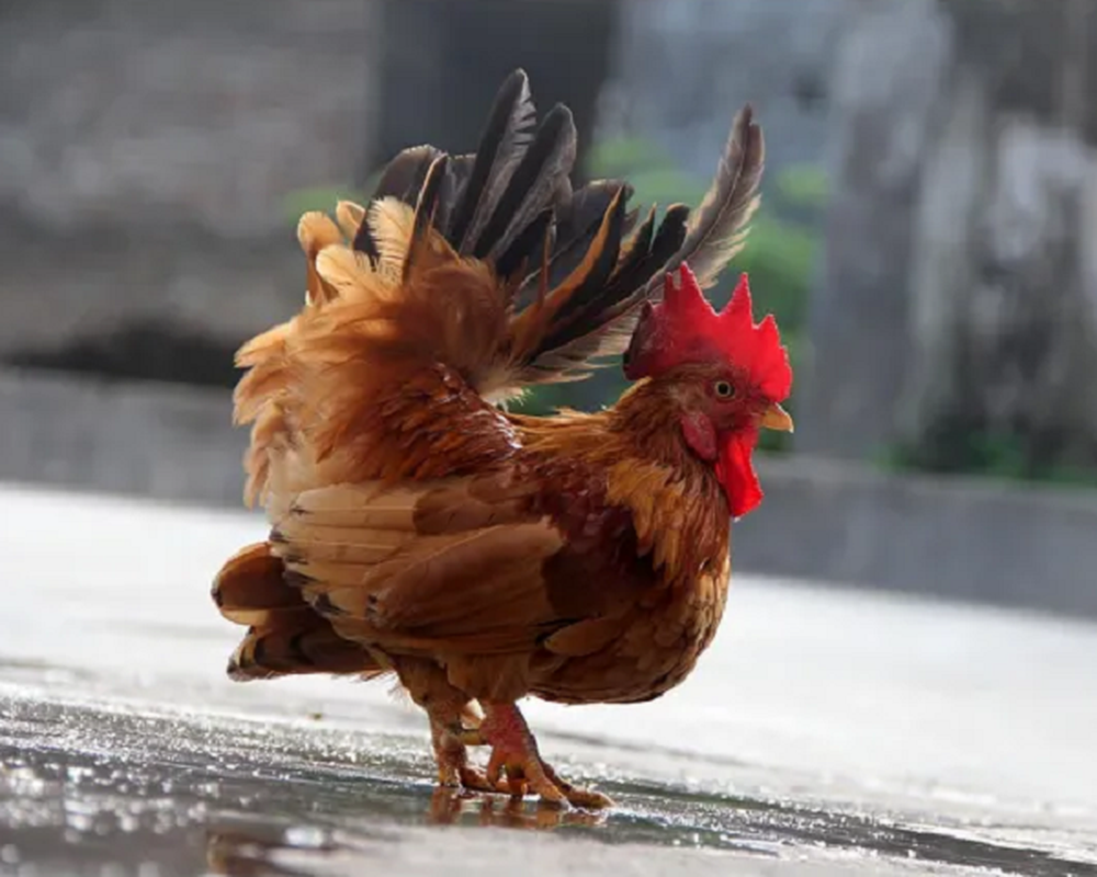 Gà Serama nổi tiếng với vóc dáng nhỏ bé, mỗi con chỉ nặng từ 250g đến 500g, được mệnh danh là giống gà nhỏ nhất thế giới.