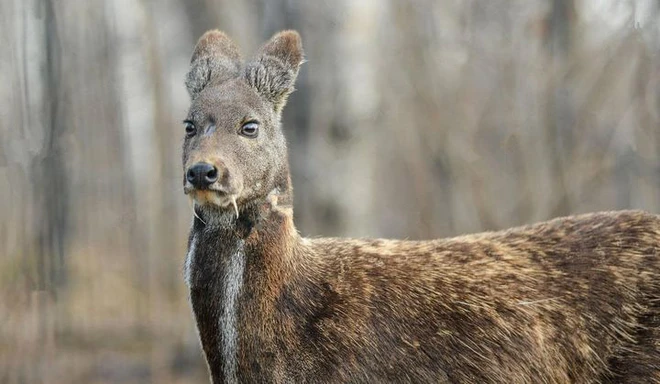 1. Hươu ma cà rồng: Loài động vật này có tuyến xạ đắt giá, đã được phát hiện lần đầu vào năm 1948. Sau hơn 60 năm biến mất, chúng bất ngờ tái xuất ở một khu rừng hẻo lánh thuộc Afghanistan vào cuối năm 2014.