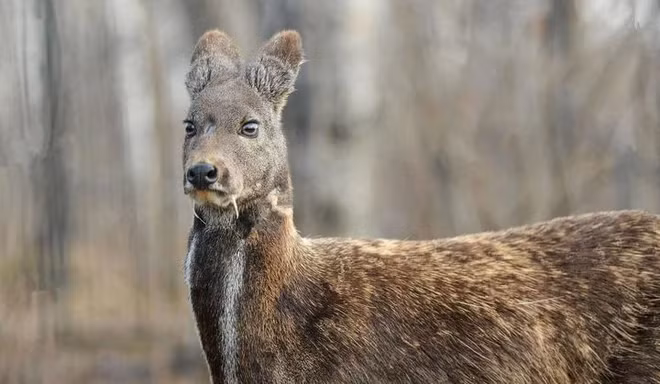 1. Hươu ma cà rồng: Loài động vật này có tuyến xạ đắt giá, đã được phát hiện lần đầu vào năm 1948. Sau hơn 60 năm biến mất, chúng bất ngờ tái xuất ở một khu rừng hẻo lánh thuộc Afghanistan vào cuối năm 2014.