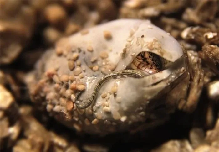 Được xác định là loài thằn lằn bay Draco volans, loài này trước đó được cho là đã tuyệt chủng. Khả năng bay lượn của chúng là khoảng 8 mét.