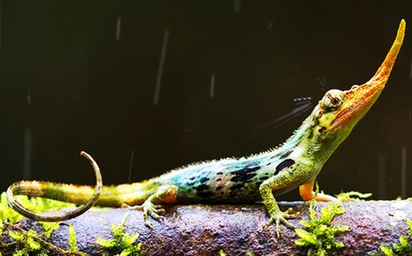 2. Thằn lằn Pinocchio: Năm 1953, thằn lằn Pinocchio được nhìn thấy ở Ecuador, nhưng sau đó biến mất đến năm 2014. Sự xuất hiện trở lại của chúng khiến giới khoa học vô cùng bất ngờ và mừng rỡ.