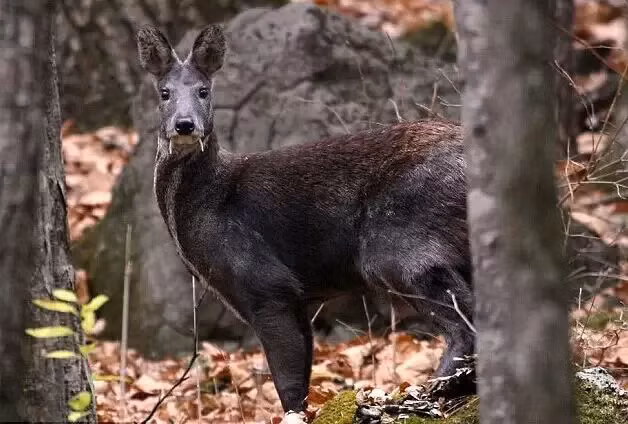 Hươu ma cà rồng được xếp vào nhóm động vật nguy cấp theo Sách Đỏ của Liên minh Bảo tồn Thiên nhiên Quốc tế (IUCN).
