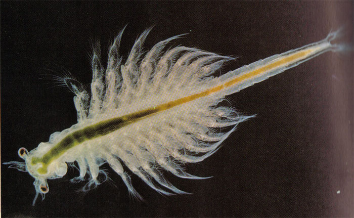 Mặc dù kích thước chỉ khoảng 15mm, nhưng tôm Artemia này là một trong những loài vật sống dai nhất trên Trái Đất. Chúng sống ở môi trường nước mặn và đã chứng minh khả năng sinh tồn phi thường qua nhiều điều kiện khắc nghiệt.