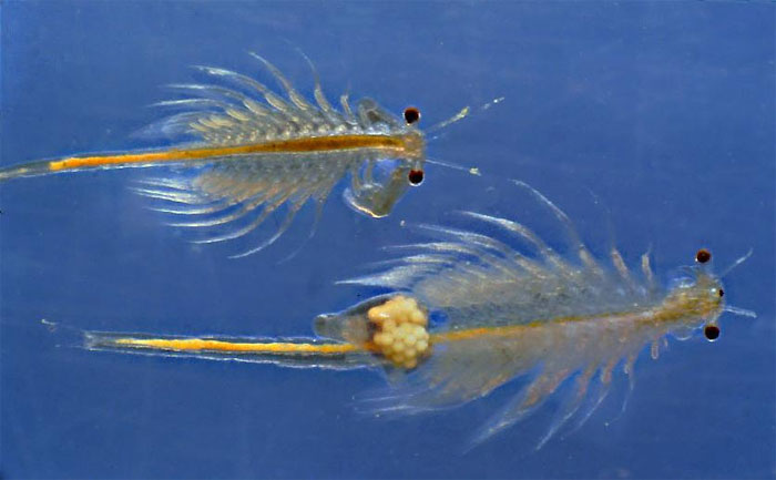 Tôm Artemia là bậc thầy về khả năng sống sót, chúng có thể tồn tại ở nồng độ muối nước lên đến 50%, trong khi nước biển chỉ chiếm 3,5%.