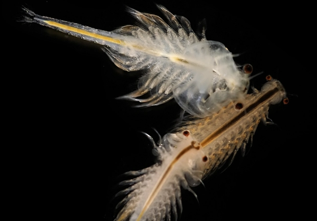 Bí quyết trường thọ của tôm Artemia là khả năng giữ lại rất ít nước trong cơ thể. Mặc dù chỉ còn 3% nước trong cơ thể, chúng vẫn duy trì khả năng sống sót bằng cách biến tế bào thành khối đường rắn, chủ yếu là trihaloza, giúp chúng chống lại môi trường khắc nghiệt.