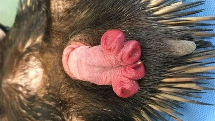 Thú lông nhím đực có khả năng xuất tinh 10 lần liên tiếp mà không cần dừng lại, nhờ vào việc 4 "của quý" thay phiên nhau hoạt động. Đến mùa sinh sản, con đực sẽ xếp thành hàng dài, cùng bám theo một con cái duy nhất và chờ đến lượt được “ân ái”.