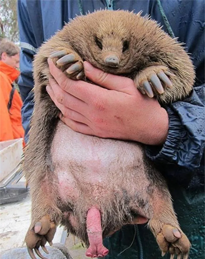 "Của quý" của thú lông nhím có thể thu vào cơ thể khi không cần sử dụng. Tinh hoàn của chúng nằm bên trong cơ thể và không có bìu. Cơ quan này chỉ phục vụ cho mục đích sinh sản hữu tính và không được sử dụng để đi tiểu như các loài động vật có vú khác.