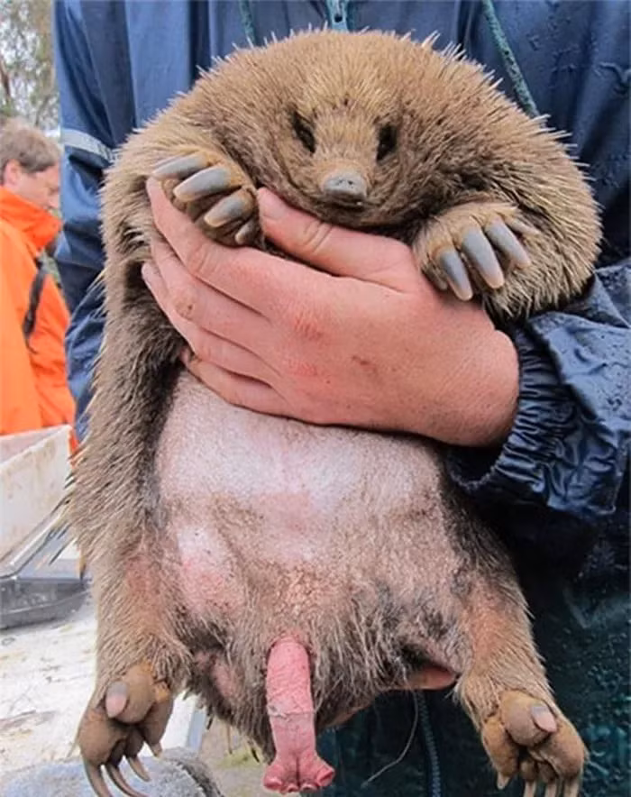 "Của quý" của thú lông nhím có thể thu vào cơ thể khi không cần sử dụng. Tinh hoàn của chúng nằm bên trong cơ thể và không có bìu. Cơ quan này chỉ phục vụ cho mục đích sinh sản hữu tính và không được sử dụng để đi tiểu như các loài động vật có vú khác.