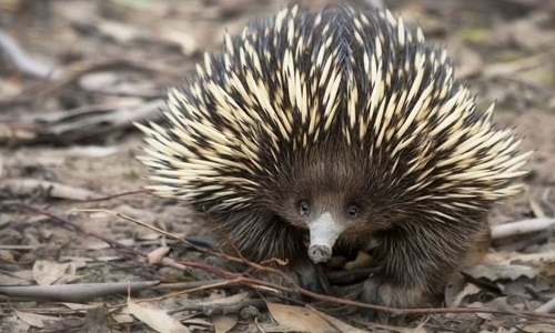 Thức ăn chủ yếu của thú lông nhím là kiến và mối. Móng vuốt của chúng rất phát triển để đào xuyên qua chiếc tổ bằng đất của con mồi.