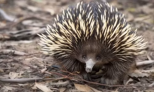 Thức ăn chủ yếu của thú lông nhím là kiến và mối. Móng vuốt của chúng rất phát triển để đào xuyên qua chiếc tổ bằng đất của con mồi.