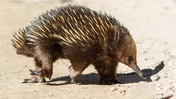 Chúng có bề ngoài được bao phủ bởi lớp lông cứng và gai nhọn, sở hữu chiếc mõm và lưỡi chuyên dụng để bắt mồi, có khả năng đào hang nhanh chóng.