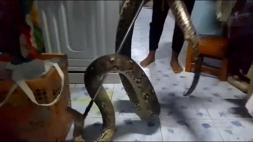 Chuyên gia sử dụng kẹp rắn để kéo con trăn ra khỏi nhà, mất 20 phút để bắt thành công con trăn và thả nó trở lại tự nhiên.