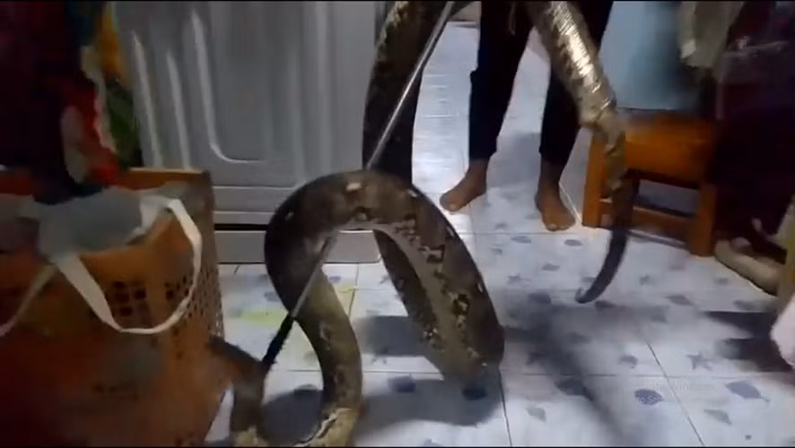 Chuyên gia sử dụng kẹp rắn để kéo con trăn ra khỏi nhà, mất 20 phút để bắt thành công con trăn và thả nó trở lại tự nhiên.