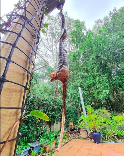 Trăn không mang nọc độc và chúng thường sống ở châu Á, châu Phi và Úc, có khả năng săn mồi đa dạng từ chuột đến động vật có vú lớn hơn.