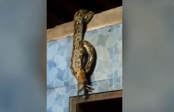 Sau khi kiểm soát được trăn, anh ta đã thả nó vào bụi cây gần đó mà không cần đến dịch vụ khẩn cấp.