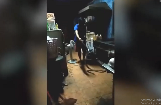 Trong khi con " quái thú" này đang cố gắng nuốt phần còn lại của con chuột, Non Wattana dũng cảm giữ con trăn và buộc nó nhả thức ăn.