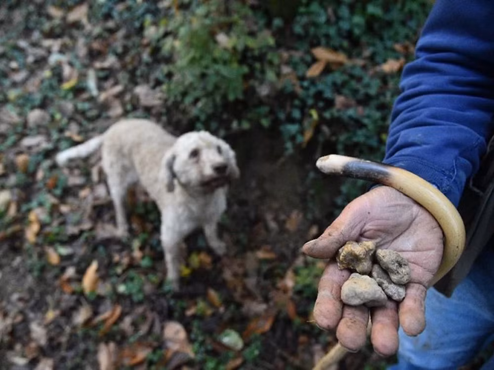 Nấm truffle đắt tiền này rất khó tìm thấy và phát triển, vì vậy việc tìm kiếm chúng thường được ví von như đào vàng hay đào kim cương.