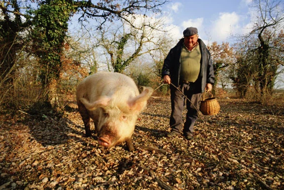 Nấm truffle gần như không thể trồng, để tìm thấy chúng, người ta cần sử dụng chó hoặc lợn đã được huấn luyện để đánh hơi mùi hương của nấm và đào sâu vào đất.