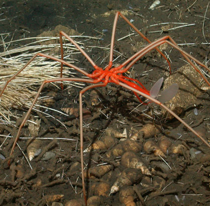 Nhện biển có một cấu trúc cơ thể độc đáo với 8 chân lớn, thân bé và một vòi để hút chất lỏng từ con mồi. Hầu hết các chức năng quan trọng của loài này diễn ra trong chân, chúng thậm chí còn sử dụng chân để giữ trứng.