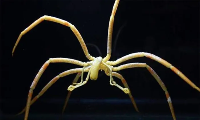  Sinh vật này có thể thuộc một nhánh động vật cổ xưa và không có quan hệ gần gũi với loài nhện hay bọ cạp.