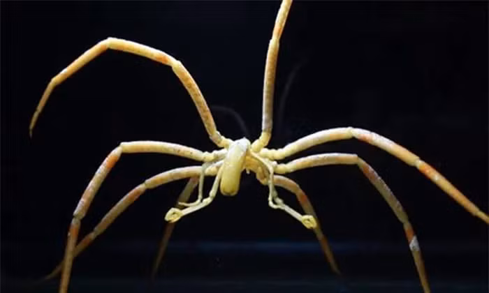  Sinh vật này có thể thuộc một nhánh động vật cổ xưa và không có quan hệ gần gũi với loài nhện hay bọ cạp.