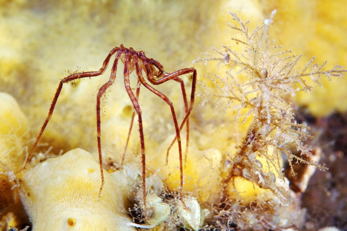 Chúng có thể tái tạo chẳng hạn một chi sau, bộ phận của ruột, cơ quan sinh sản, hoặc thậm chí là hậu môn. Khả năng này giúp chúng thoát khỏi kẻ săn mồi. "Siêu năng lực" này của chúng khiến các nhà khoa học vô cùng kinh ngạc.