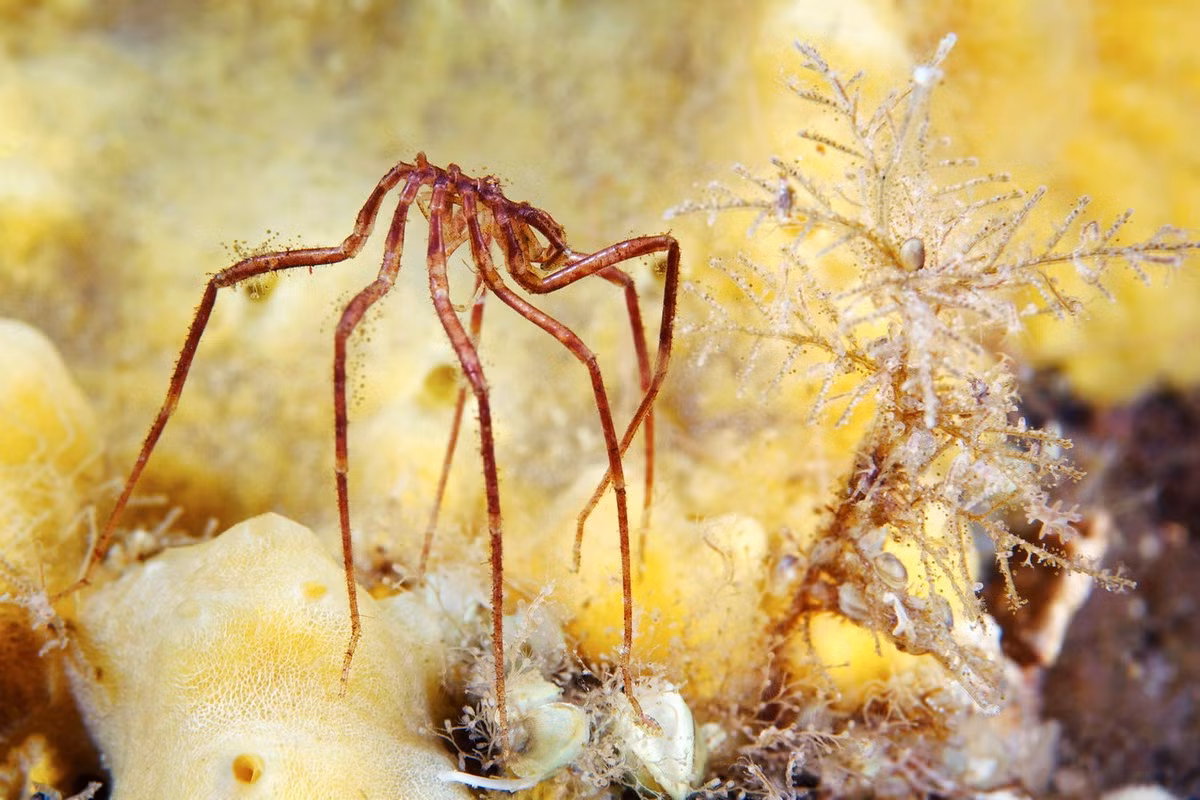 Chúng có thể tái tạo chẳng hạn một chi sau, bộ phận của ruột, cơ quan sinh sản, hoặc thậm chí là hậu môn. Khả năng này giúp chúng thoát khỏi kẻ săn mồi. "Siêu năng lực" này của chúng khiến các nhà khoa học vô cùng kinh ngạc.