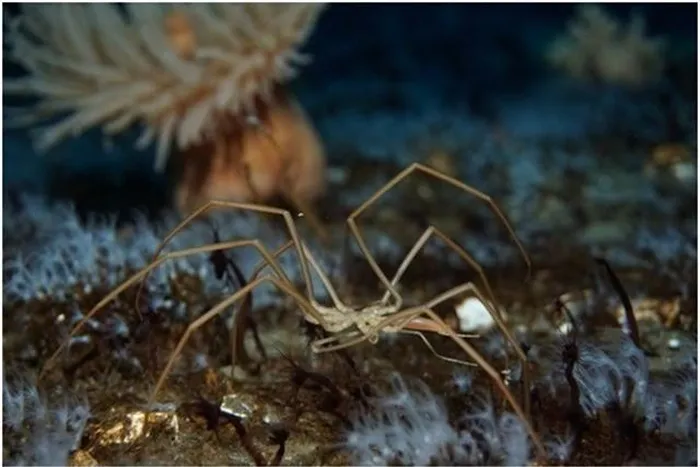 Nhện biển đã tồn tại khoảng 500 triệu năm, nghiên cứu về chúng có thể giúp các nhà khoa học hiểu thêm về sự tiến hóa của hệ thống tuần hoàn ở nhiều loài động vật.