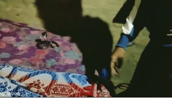 Pawan đã đến và bắt giữ con rắn hổ mang, sau đó thả nó vào khu rừng, đảm bảo an toàn cho gia đình.