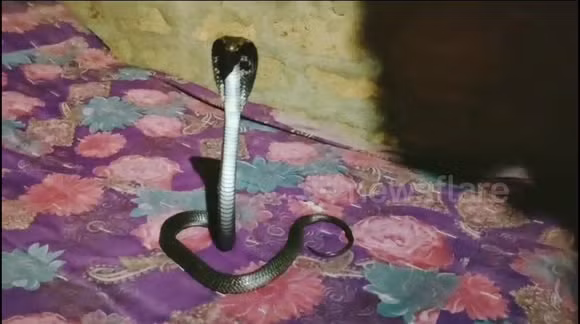 Anh đã liên lạc với Pawan, người cứu hộ động vật, để giải quyết con " quái vật" này.