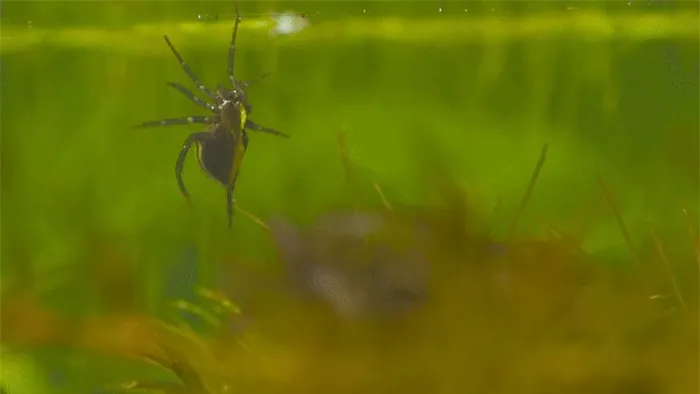 Sau khi giao phối, nhện cái đặt trứng vào chuông của mình, sau khi trứng nở, con nhện con được học cách xây dựng chuông lặn và tự nuôi mình dưới nước.