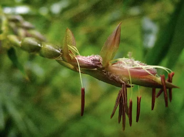 Các cây tre trong cùng một cụm tre thường nở hoa cùng một thời điểm, mặc dù được trồng ở nhiều nơi khác nhau.