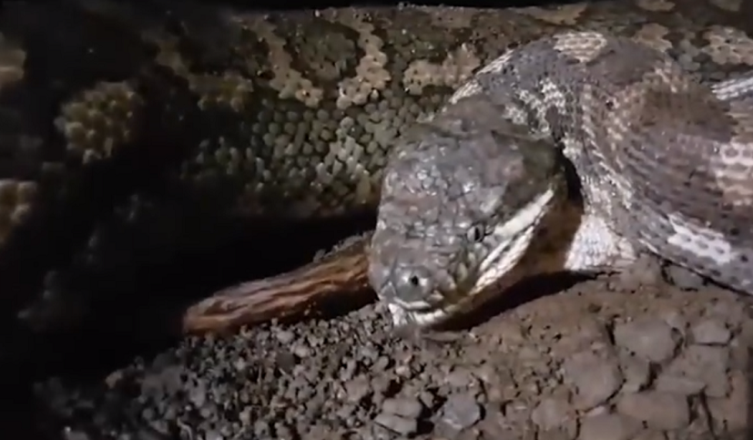 Theo các chuyên gia, ngay cả khi đang tiêu hóa mồi, loài trăn có thể trở nên hung dữ và tấn công nếu chúng cảm thấy bị đe dọa.