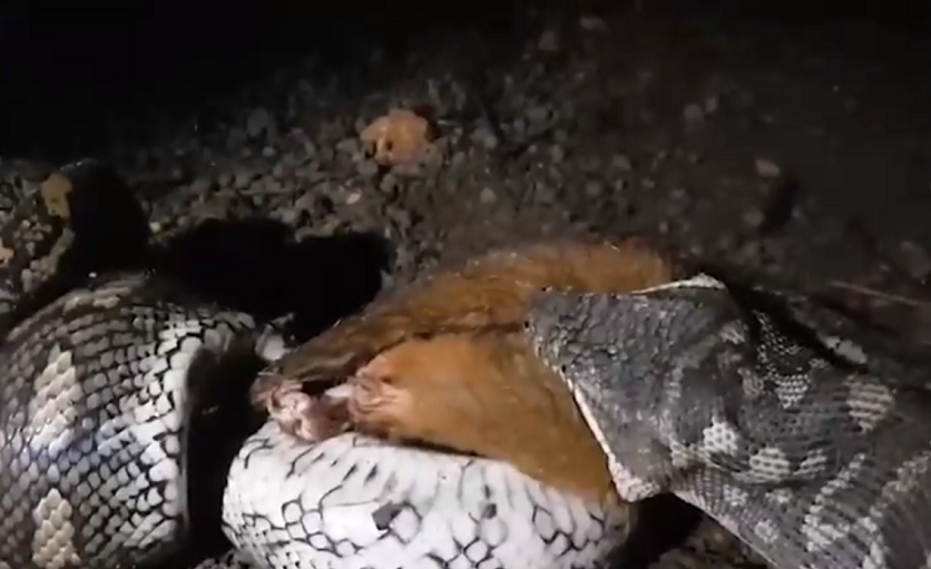 Họ gọi ngay các chuyên gia bắt rắn đến để xử lý " quái thú" này.