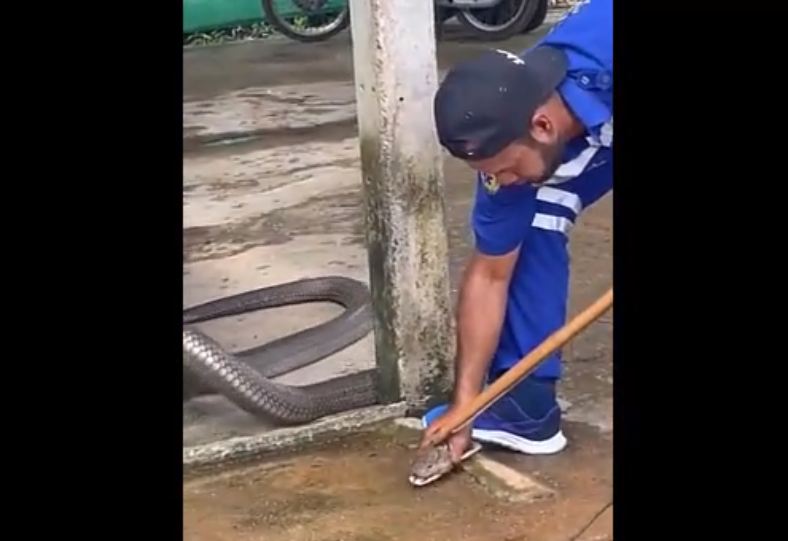 Người dân đã phát hiện rắn đang quấn quanh các thanh xà và đã gọi lực lượng chức năng đến giúp đỡ.