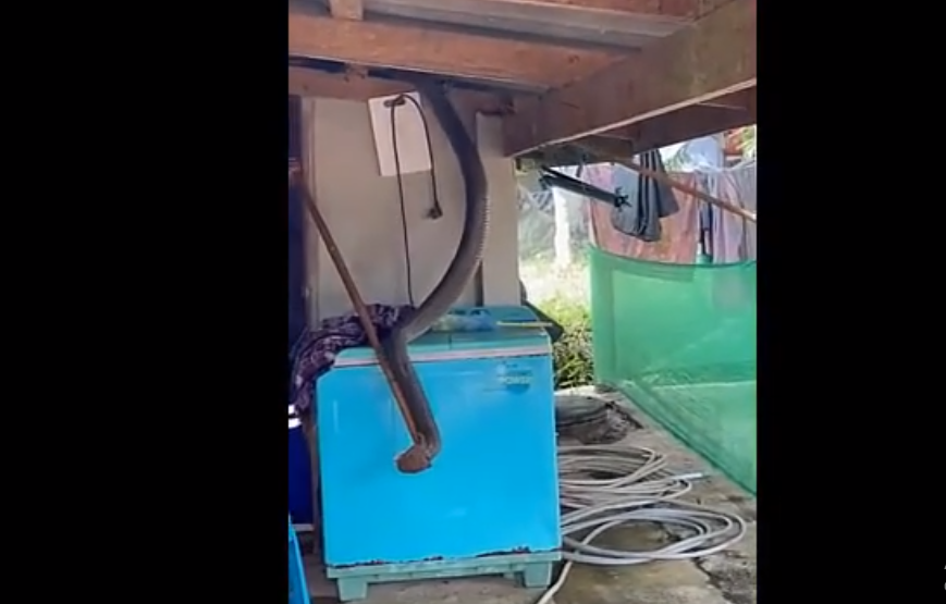 " Quái thú" này đã bị lực lượng chức năng tóm gọn sau khi cố gắng săn một con chim nuôi phía sau nhà của một người dân.