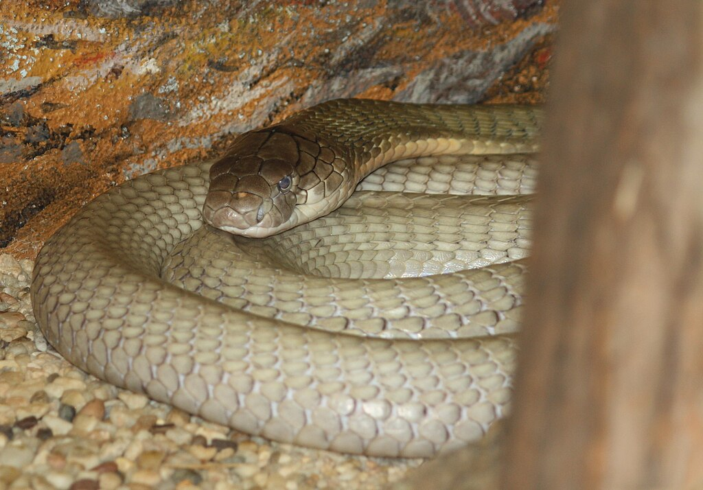 Chúng phân bố chủ yếu trong các vùng rừng rậm trải dài từ Ấn Độ đến Đông Nam Á.