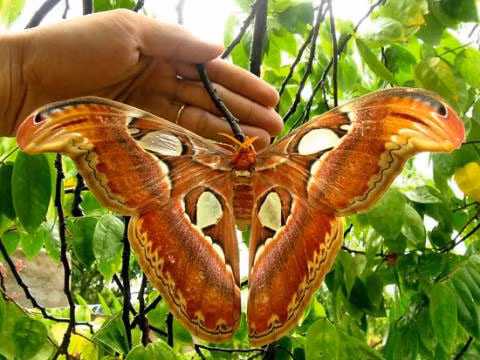 Sau khi đẻ trứng, bướm cái sẽ dần chết. Trứng của bướm khế có kích thước nhỏ như hạt gạo, giống như nụ hoa khế, nở thành sâu bướm xanh lục, chúng sống chủ yếu bằng cách ăn lá cây.