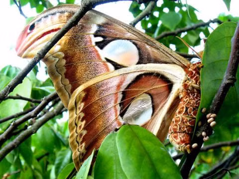 Tuy nhiên, bướm khế không sống nhờ ăn, mà thay vào đó, chúng sử dụng chất béo tích trữ để duy trì sinh mệnh. Điều này làm cho chúng có tuổi thọ ngắn, chỉ từ 1-2 tuần, tùy thuộc vào mức độ hoạt động bay.