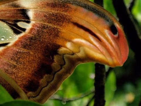 Loài bướm này thường xuất hiện trong rừng nhiệt đới khô, rừng thứ sinh và cây bụi trên khắp khu vực Nam Á, Đông Á và Đông Nam Á.