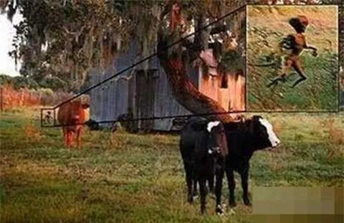 2. Quái Vật Hút Máu Chupacabra (Puerto Rico, 1994): Năm 1994, Chupacabra xuất hiện tại Puerto Rico, hút hết máu của động vật gia súc. Nó có hình dáng giống chó săn nhưng có chân và cánh, cùng với chiếc răng nanh sắc nhọn.