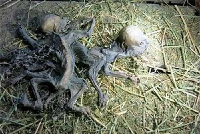 3. Quái thú Dingonek (Châu Âu): Người dân châu Âu tin rằng loài thú Dingonek tồn tại ở các rừng nhiệt đới ẩm. Nó có thân hình dài 13,5m, đầu vuông vắn, sừng dài, răng nanh sắc, đuôi giống bọ cạp có thể phóng nọc độc. Thức ăn chủ yếu là hà mã.