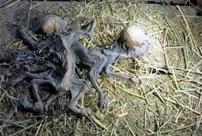 3. Quái thú Dingonek (Châu Âu): Người dân châu Âu tin rằng loài thú Dingonek tồn tại ở các rừng nhiệt đới ẩm. Nó có thân hình dài 13,5m, đầu vuông vắn, sừng dài, răng nanh sắc, đuôi giống bọ cạp có thể phóng nọc độc. Thức ăn chủ yếu là hà mã.