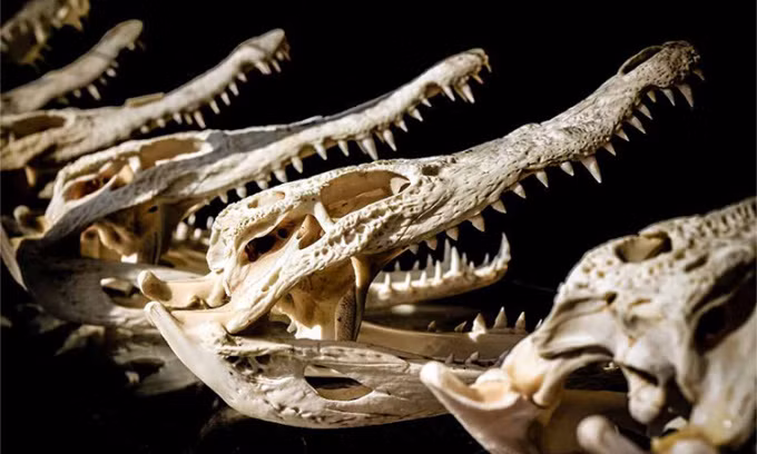 Các đầu lâu cá sấu được cho là những vật phẩm hiến tế đơn thuần và mang ý nghĩa biểu tượng.