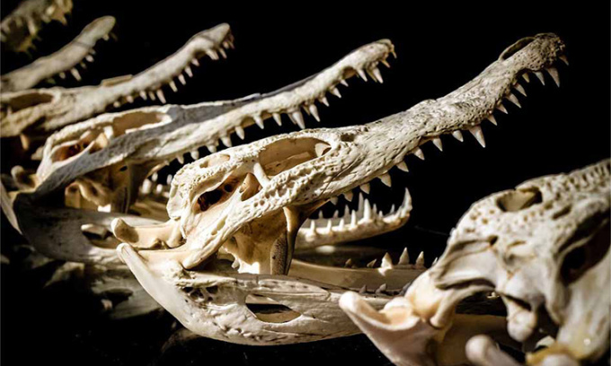 Các đầu lâu cá sấu được cho là những vật phẩm hiến tế đơn thuần và mang ý nghĩa biểu tượng.