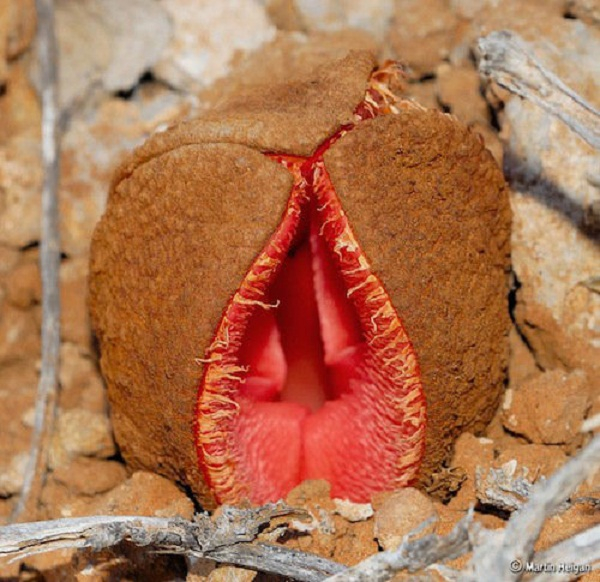 8. Hydnora Africana (Hoa Nhạy Cảm): Sống ở miền Nam Châu Phi, có hình thù kỳ lạ và mùi thối. Quả của nó được sử dụng trong y học địa phương.