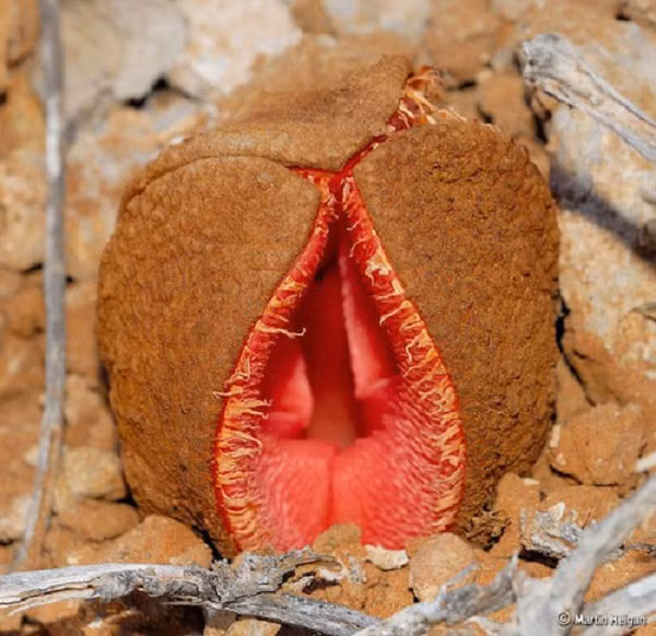 8. Hydnora Africana (Hoa Nhạy Cảm): Sống ở miền Nam Châu Phi, có hình thù kỳ lạ và mùi thối. Quả của nó được sử dụng trong y học địa phương.